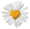Daisy flower with heart centre