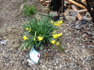 DaffodilInGravel2
