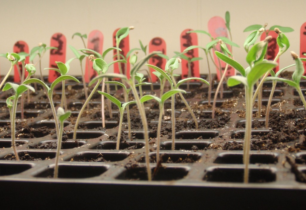 get your seeds started now into seedlings