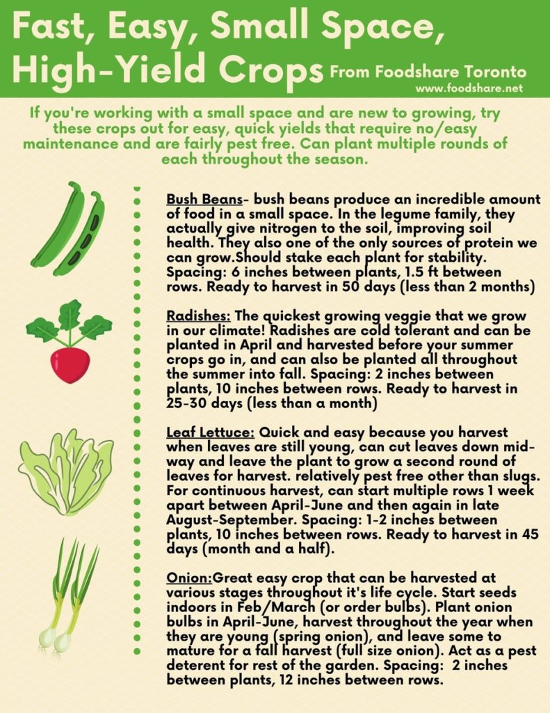 Fast, easy, small space high yield crops
- bush beans
- radishes
- leaf lettuce
- onions
