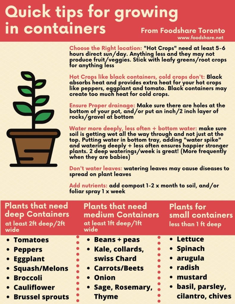 Quick tips for growing in containers.
- choose the right location - sun exposure
- type of containers
- proper drainage
- water deeply and less often
- don't water leaves
- add nutrients
