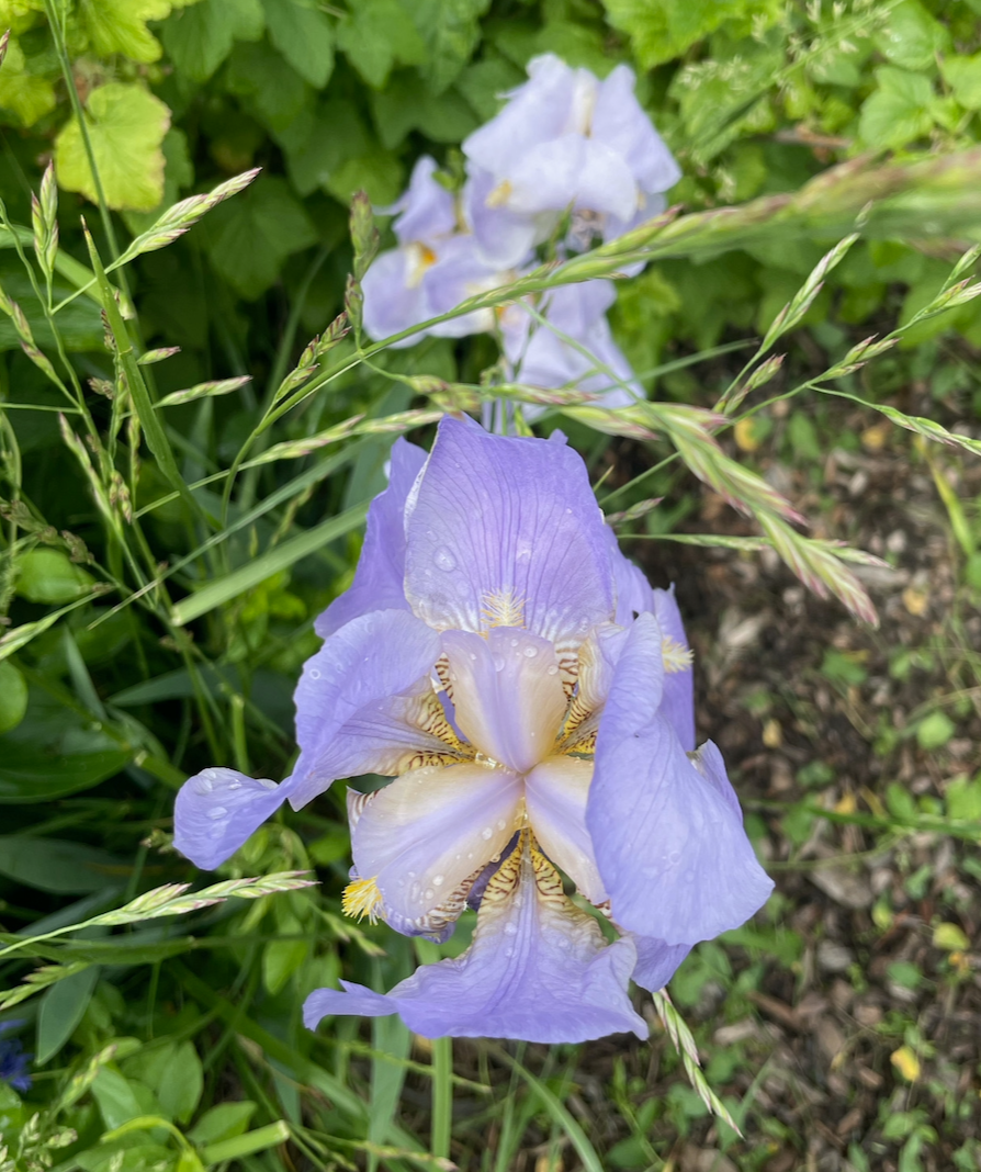 light purple iris in our pollinator garden