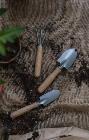 dividing your spring perennials and propagating plants