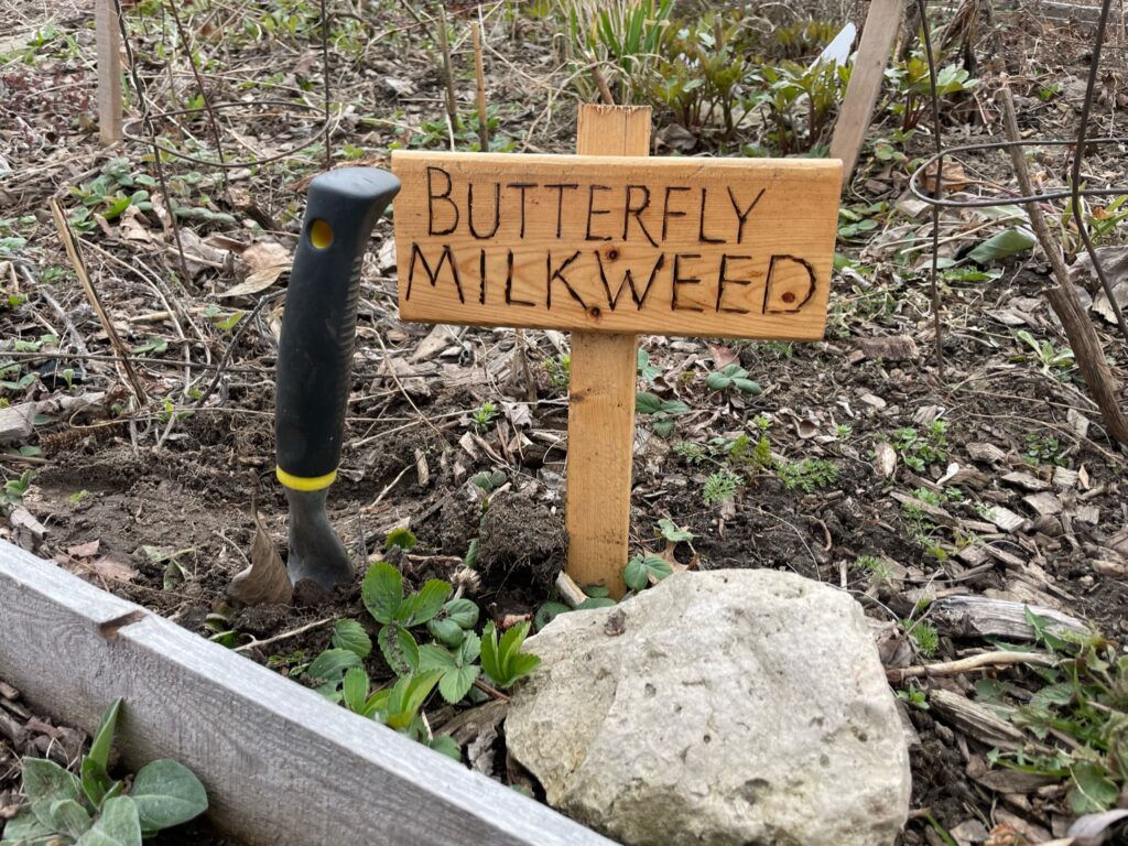Butterfly milkweed sign by Mariola, in the Pollinator Path Garden